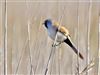 Bearded Tit