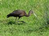 Glossy Ibis