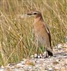 Wheatear