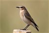 Wheatear