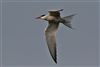 Common Tern