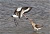 Black-tailed Godwit