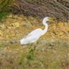 Great White Egret