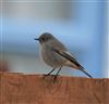 Black Redstart