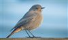 Black Redstart