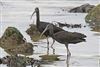 Glossy Ibis