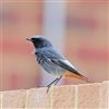 Black Redstart