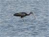 Glossy Ibis