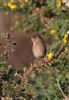 Dartford Warbler