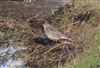 Rock Pipit