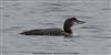 Great Northern Diver