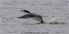 Great Northern Diver