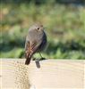 Black Redstart