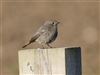 Black Redstart