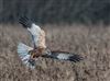 Marsh Harrier