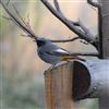 Black Redstart