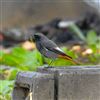 Black Redstart