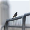 Black Redstart