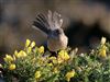 Dartford Warbler