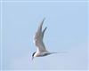 Arctic Tern