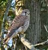 Kestrel