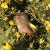 Dartford Warbler