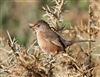 Dartford Warbler