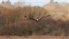 Marsh Harrier