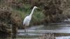 Great White Egret