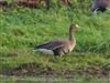 Russian White-fronted Goose