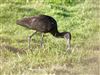 Glossy Ibis