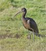 Glossy Ibis