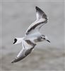 Little Gull