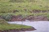 Grey Phalarope