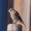 Black Redstart