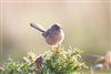 Dartford Warbler