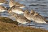 Black-tailed Godwit