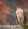 Sparrowhawk