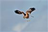 Marsh Harrier