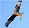 Red Kite