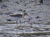 Black-tailed Godwit