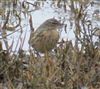 Rock Pipit