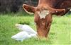 Cattle Egret