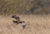 Marsh Harrier