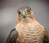 Sparrowhawk