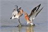 Black-tailed Godwit