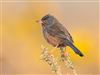 Dartford Warbler