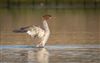 Goosander