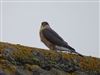 Sparrowhawk