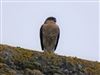 Sparrowhawk